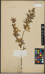 Foto von Salix alba L.